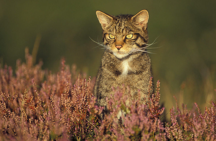 Scottish Wildcat (Felis sylvestris) - portrait of male on heather moorland. Scotland. September